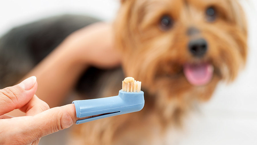 Os cachorros precisam escovar os dentes?