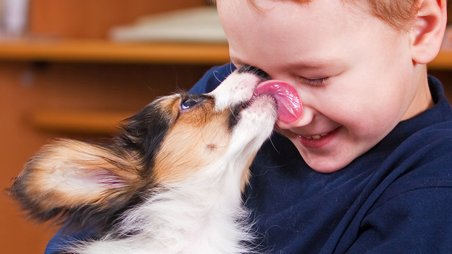 Desenvolvendo a empatia: cães ajudam a combater o bullying
