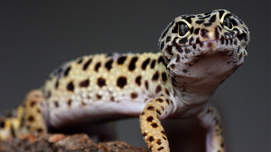 Amigo lagarto: conheça o Leopard Gecko
