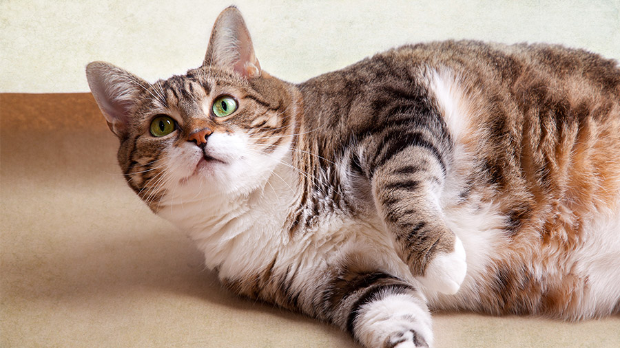 Obesidade felina: por que meu gato ficou tão gordinho?
