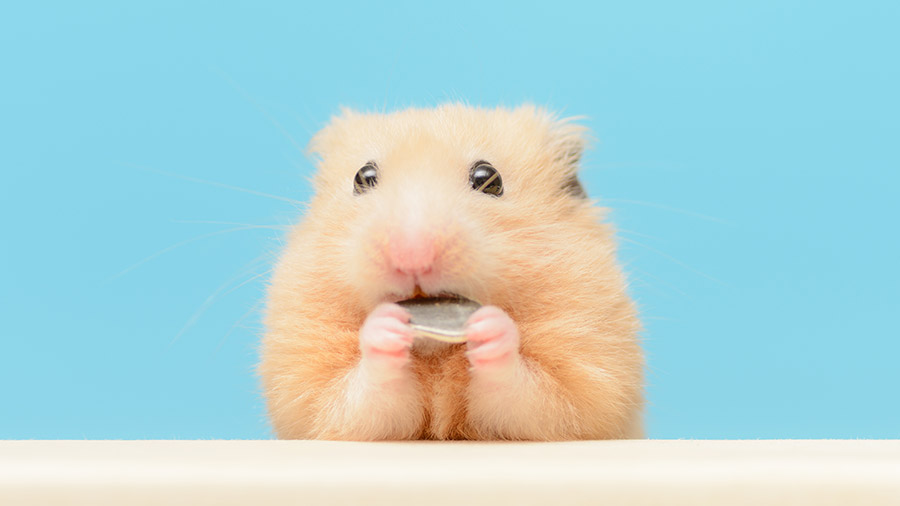 Saúde dentária dos roedores: roer é o melhor remédio