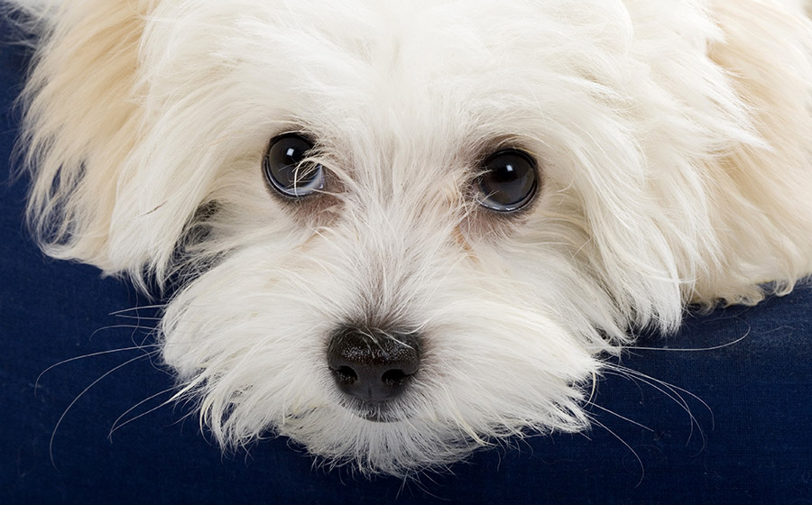 Por que cães claros têm manchas nos olhos e na boca?