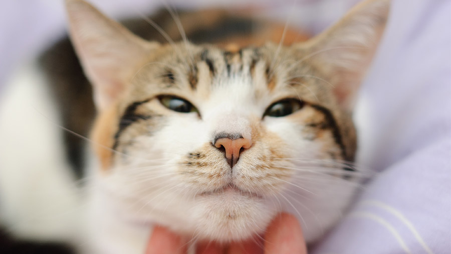Expressão felina: por que os gatos ronronam?