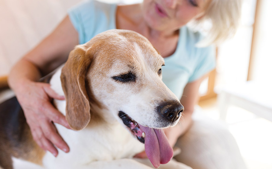 Atividade Assistida por Animais: como os cães melhoram a vida dos idosos