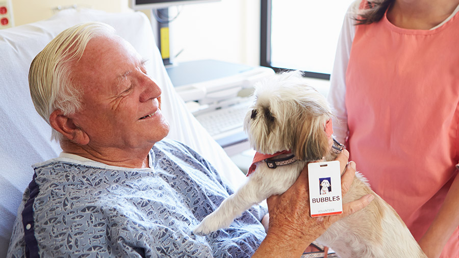 Saiba como funciona a terapia assistida por animais em hospitais