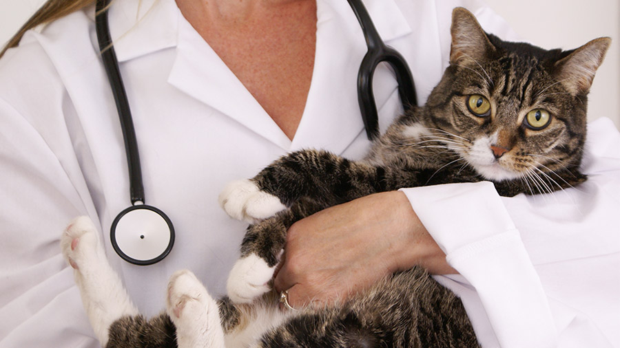 Vacinas felinas: quais são e quando elas devem ser aplicadas
