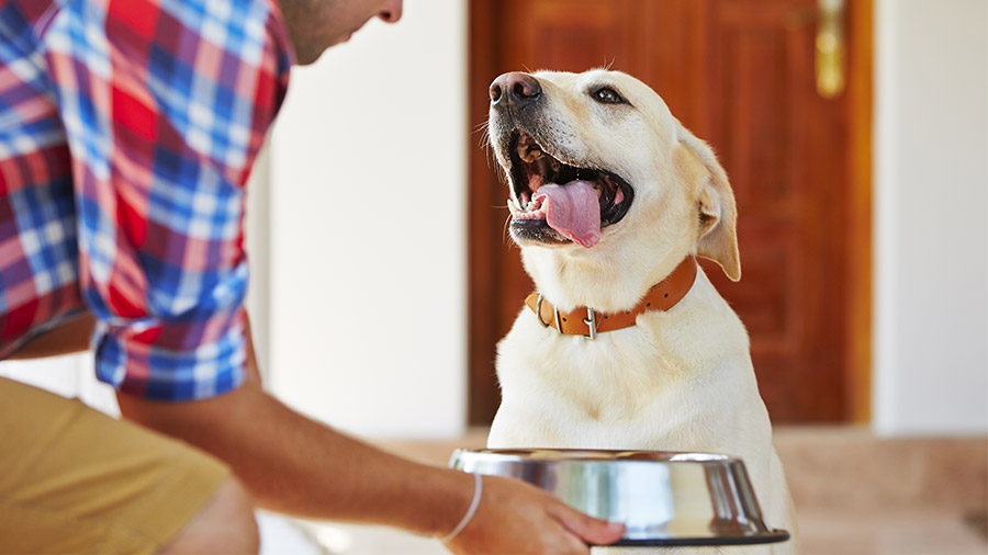 Cuidados diários: estabelecendo uma rotina saudável para seu cão