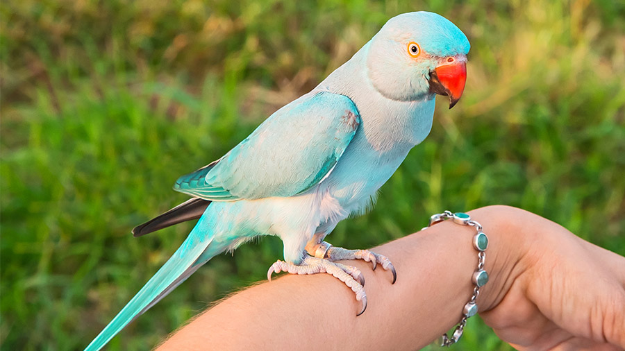 Ring Neck: conheça esta ave encantadora