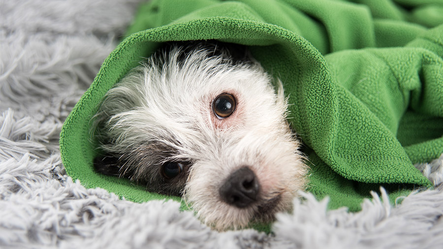 Febre canina: como identificar e quais as possíveis causas