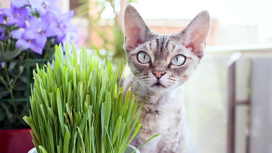 Verde do bem: os benefícios da graminha de gato
