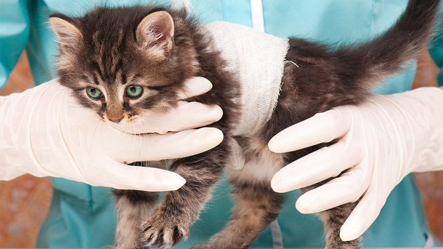 Ciência pet: os avanços da medicina veterinária