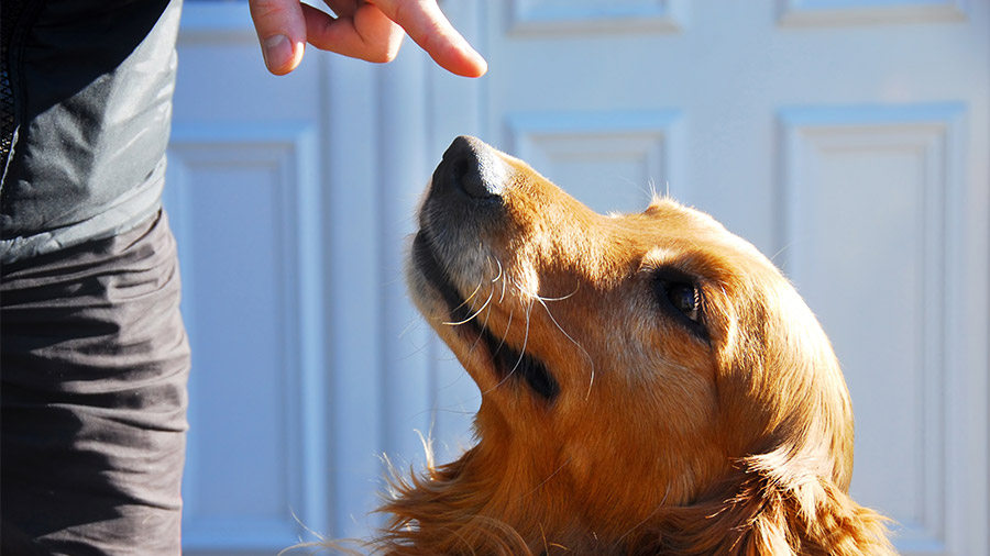 Coprofagia: o que fazer quando seu cachorro come as próprias fezes