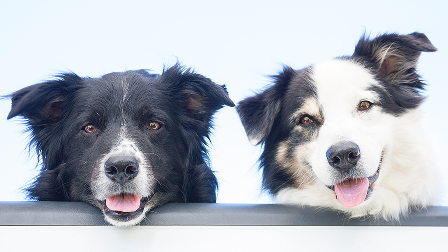 Teste do Melhor Amigo: seu cão é feliz?