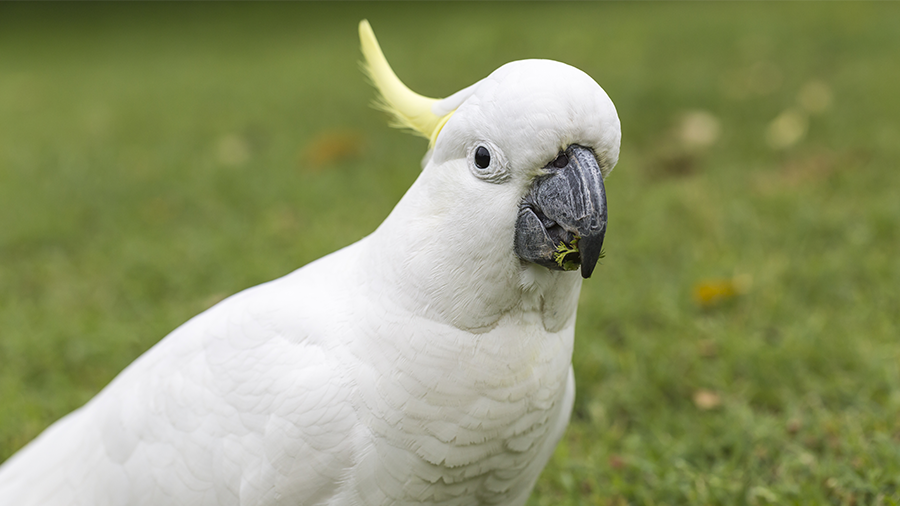 Cacatua: uma ave querida e brincalhona