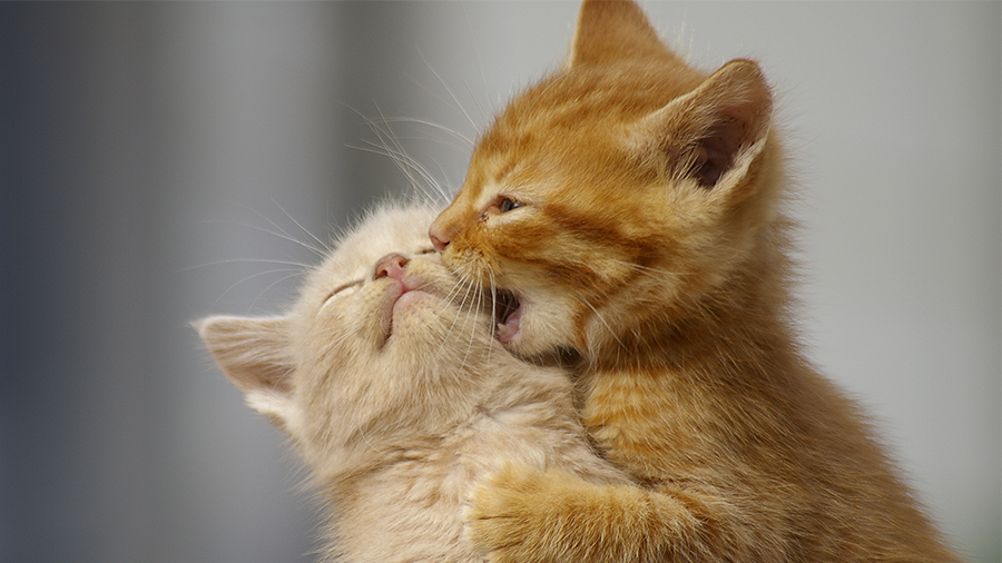 Benefícios da homeopatia para gatos
