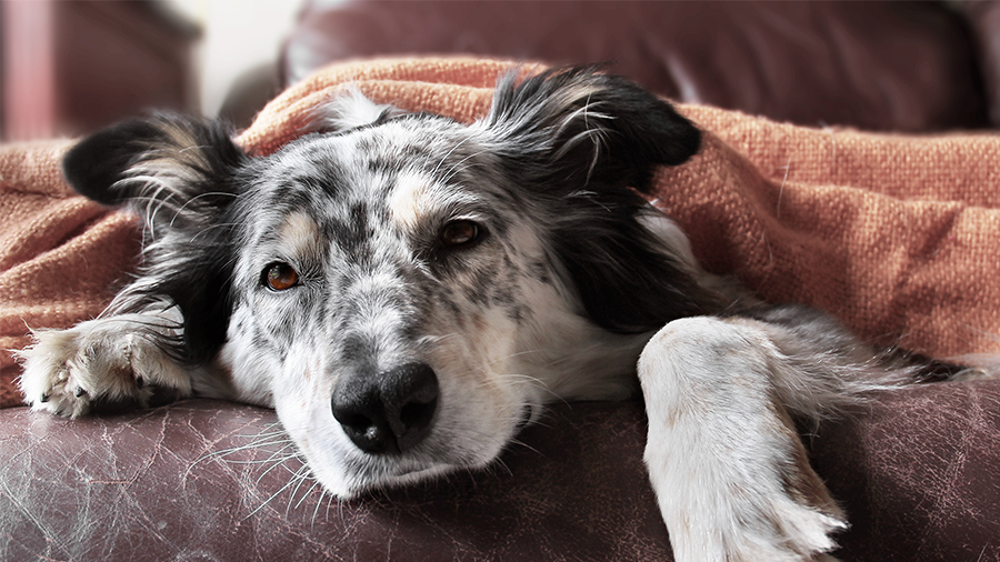 Quando levar seu cão ao veterinário: 10 sintomas alarmantes