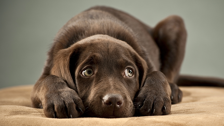 Entenda: cães com medo excessivo de barulho
