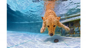 cachorro nadando 