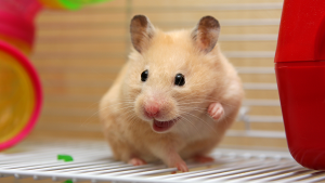 hamster roedor comportamento