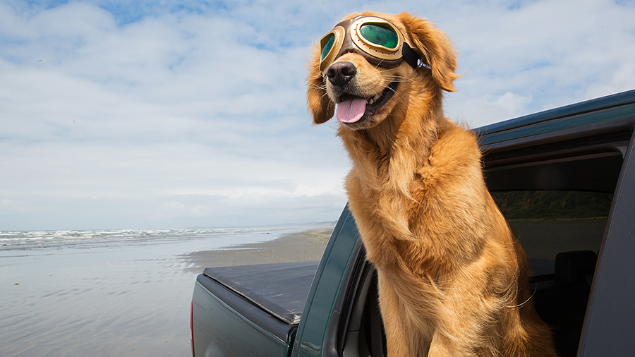 Cães na praia: eles são permitidos no Brasil?