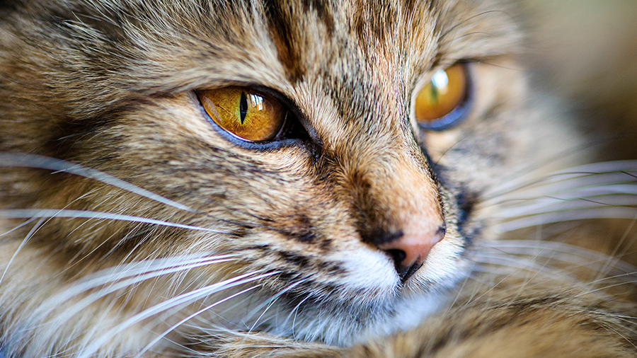 Como saber se meu gato tem diabetes? Conheça os sintomas e o tratamento