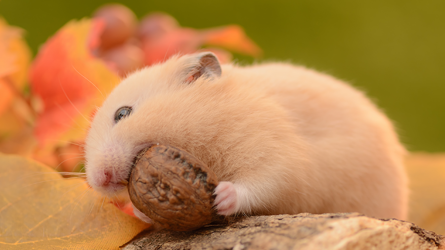 5 dicas para tornar seu hamster mais saudável e feliz
