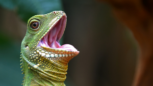 lagarto