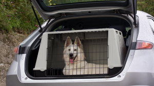 cachorro viajando de carro