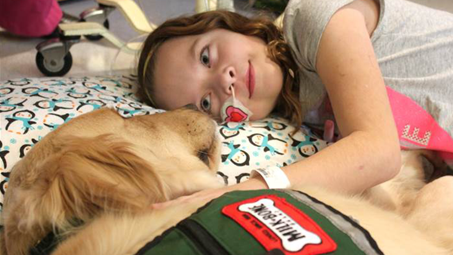 Dupla de Golden Retrievers leva amor a crianças hospitalizadas