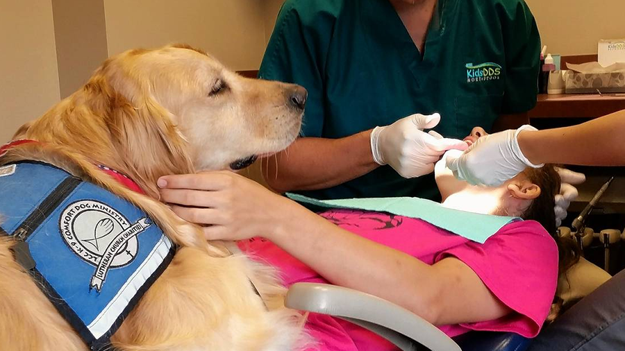 Como os cães ajudam crianças que têm medo de dentista