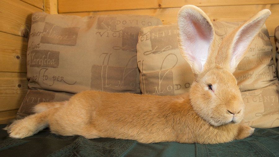 Continental Giant Rabbit, um orelhudo gigante e gentil