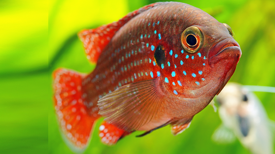 Acará Joia: conheça este peixe resistente e valentão