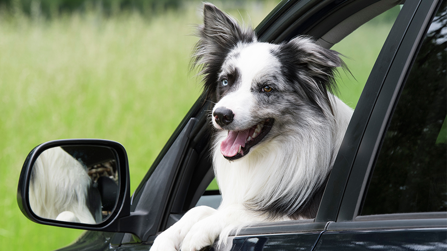 Como levar o cachorro para um ‘rolê’ de carro sem estresse