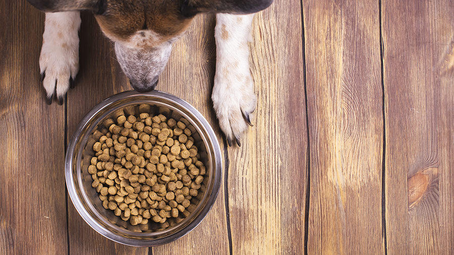 Como acostumar seu cãozinho a comer somente ração