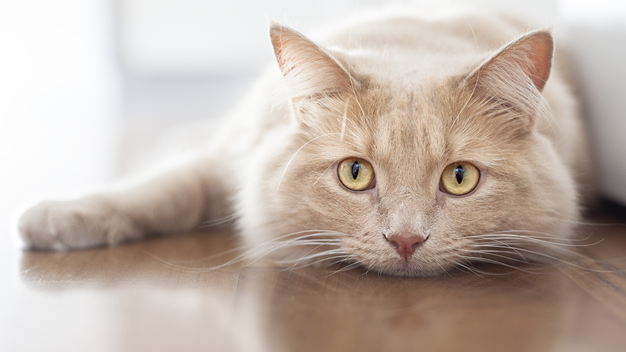 O que é e como tratar a obstrução urinária em gatos