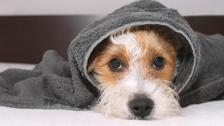 Coronavirose: conheça a doença e previna seu cãozinho