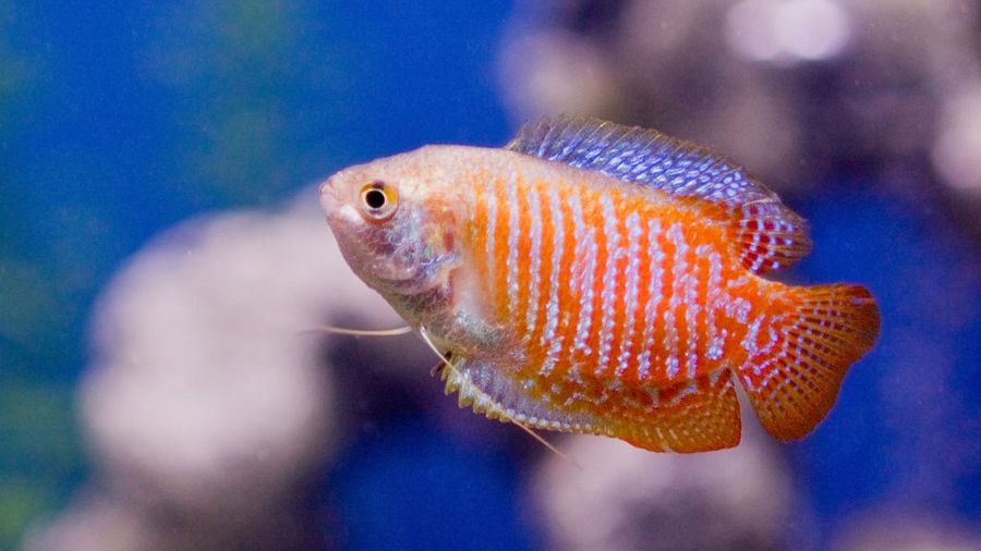 Conheça o Dwarf Gourami, um lindo peixe ornamental