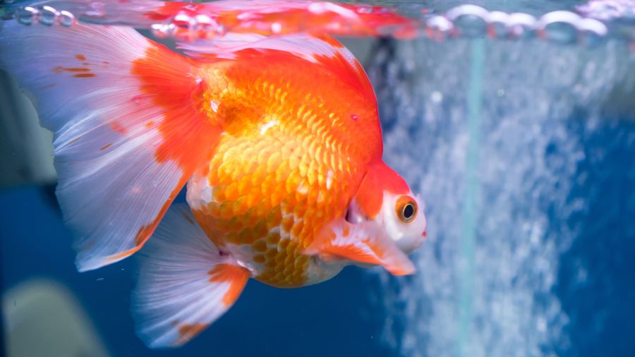 Como detectar doenças em peixes de aquário?