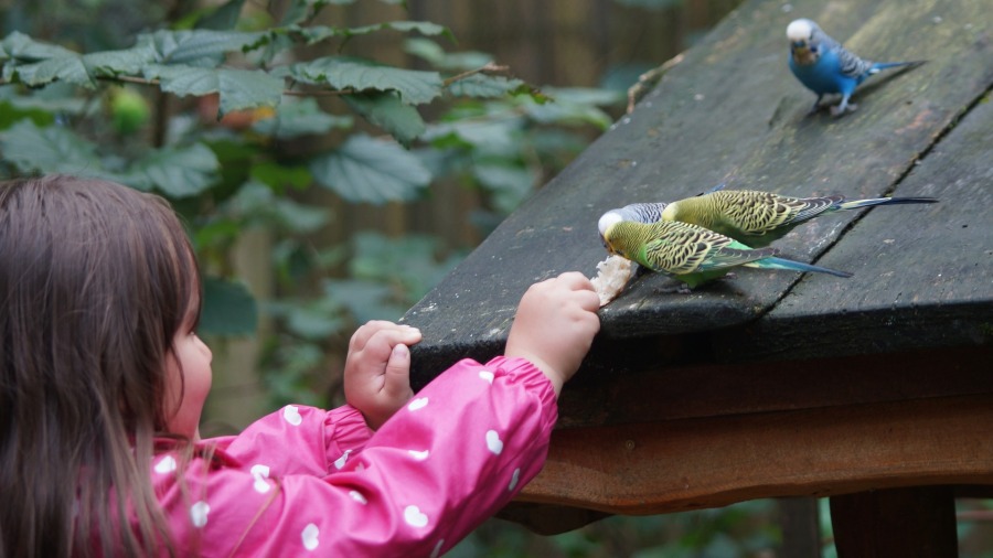 Aves são boas companheiras para as crianças na Terapia Assistida com Animais