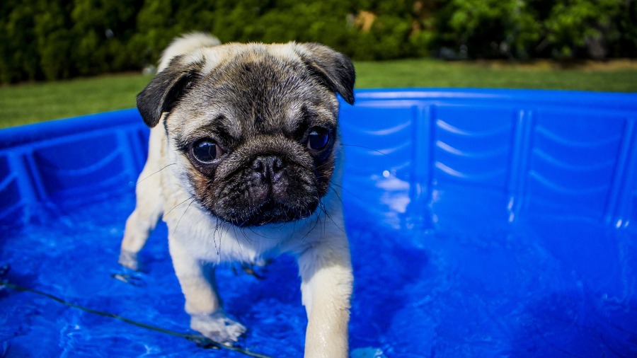 Meu cachorro pode usar a piscina?