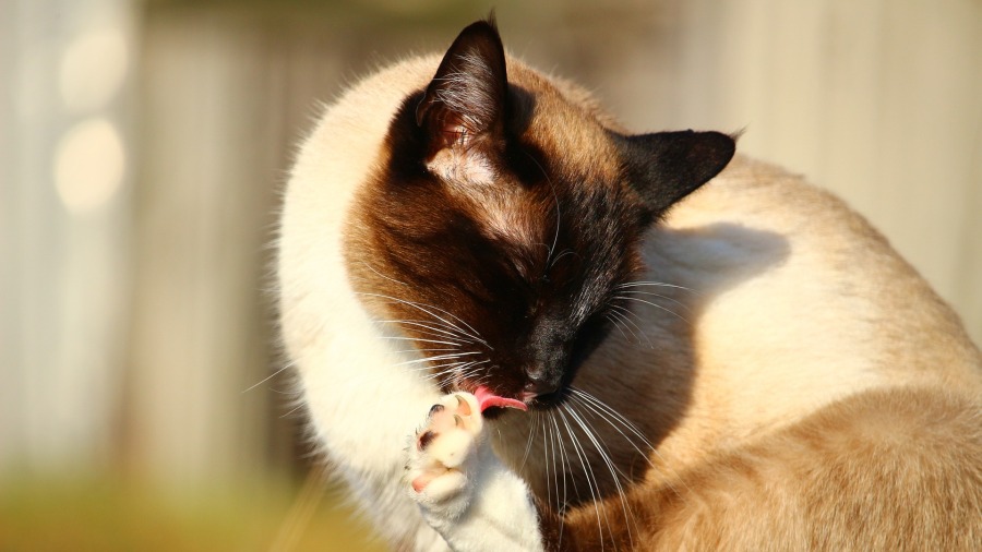 Saiba como fazer a higiene dos olhos, unhas e orelhas dos gatos
