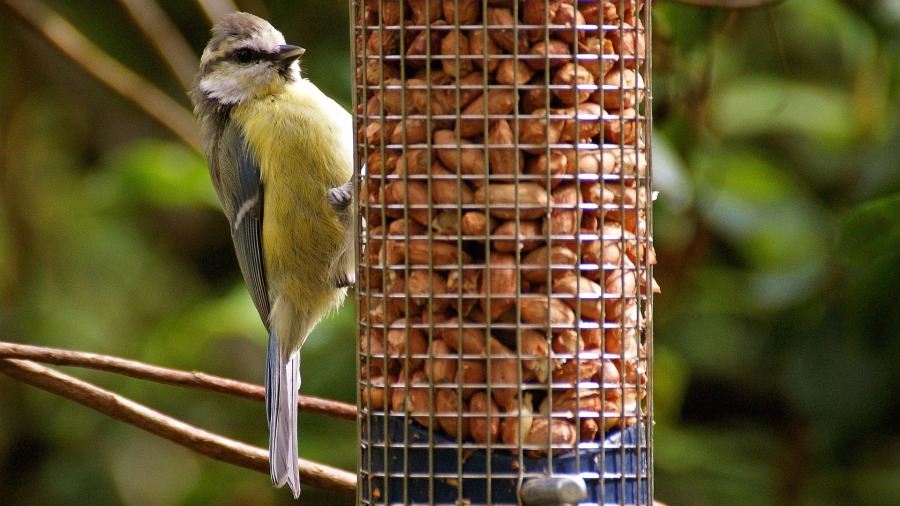 Como evitar a deficiência de nutrientes em aves?