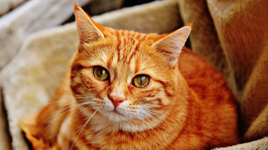 Glaucoma pode indicar outras doenças no seu gato - saiba como cuidar bem do seu pet