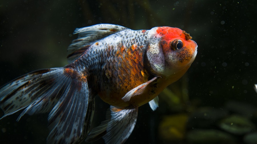 Como saber se o seu peixinho tem um tumor?