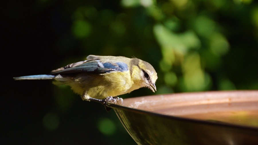 Como saber se sua ave está com calor e o que fazer?
