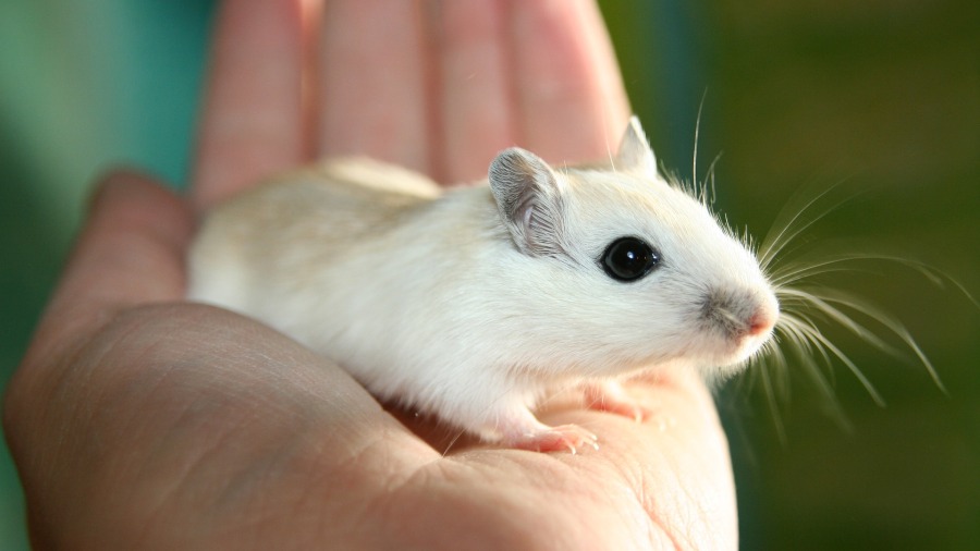 Como evitar que seu roedor tenha doenças de pele