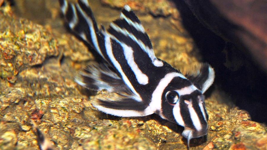 Acari zebra: descubra este peixinho tímido que veio da Amazônia
