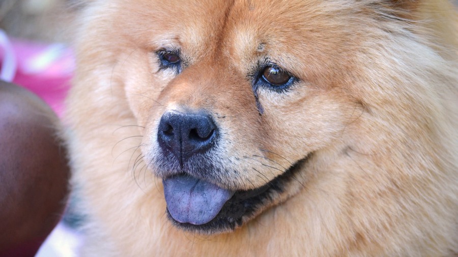 Por que alguns cachorros têm a língua azul?
