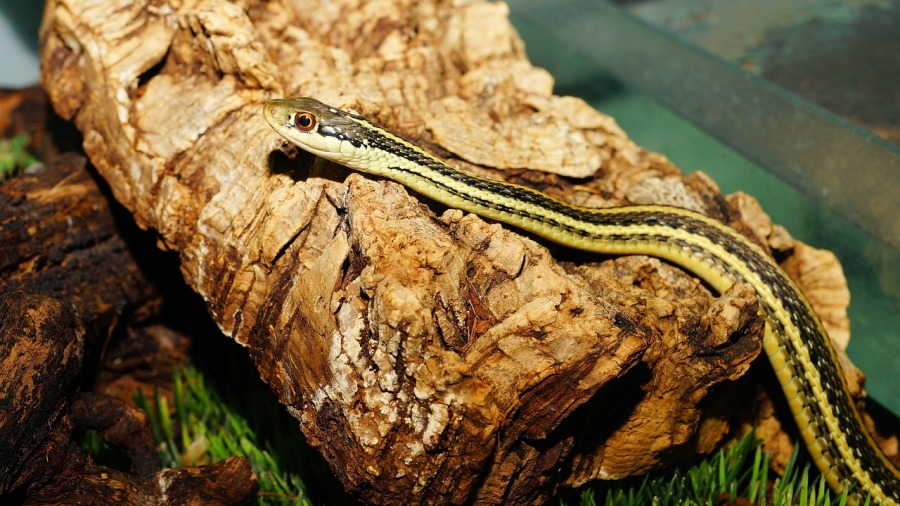Conheça alguns dos mitos em relação a serpentes e procure evitá-los