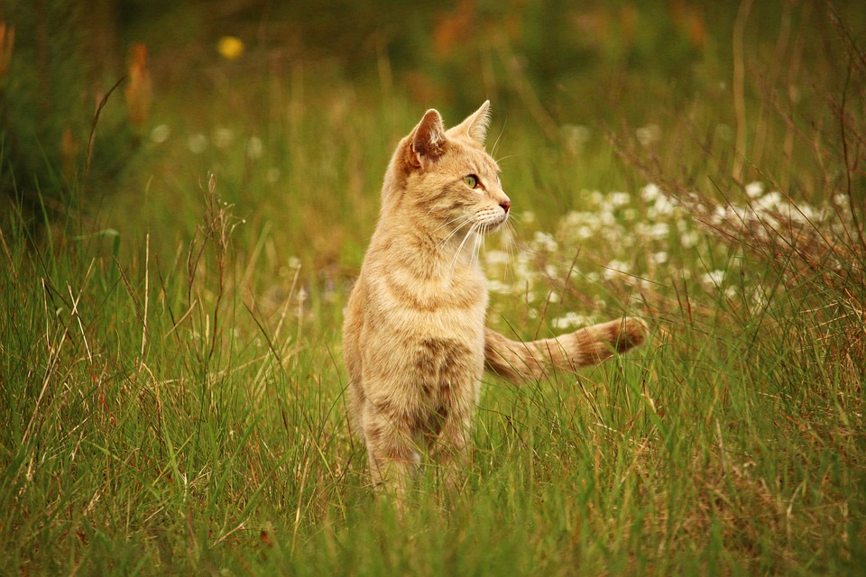 A linguagem do rabo: o que o gato quer dizer quando mexe o rabinho?